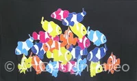 Clown Fish